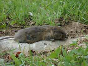 Grand campagnole ou rat taupier